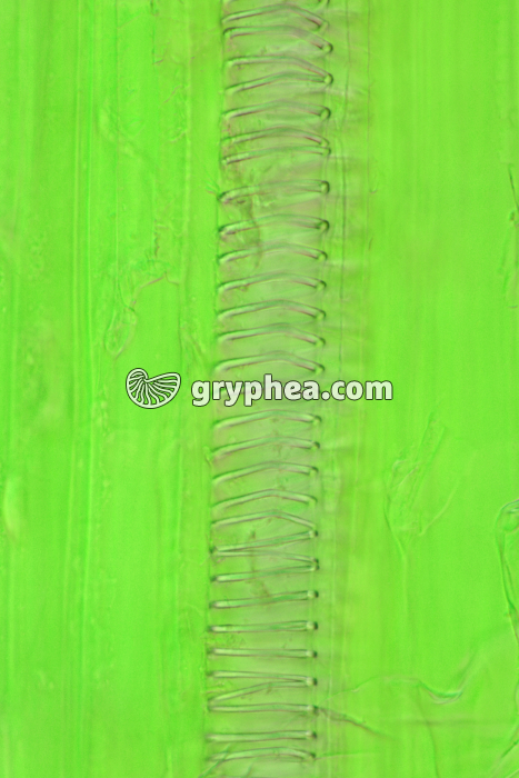 Vaisseaux conducteurs de Poireau x100 - gryphea.com